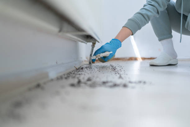 Wasp Removal Services in Baker City, OR